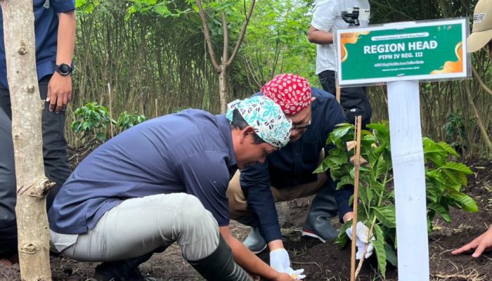 Tanam Perdana Kopi Arabika PTPN I Regional V di Bondowoso Dukung Republik Kopi