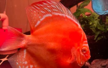 Rahasia Perawatan Discus yang Tak Pernah Dibongkar Breeder, Akhirnya Terungkap