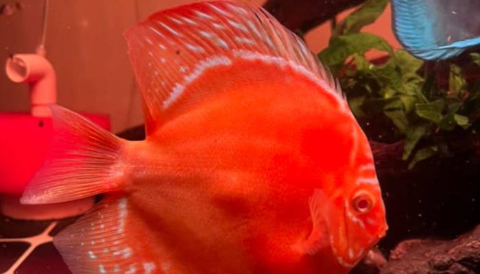 Rahasia Perawatan Discus yang Tak Pernah Dibongkar Breeder, Akhirnya Terungkap