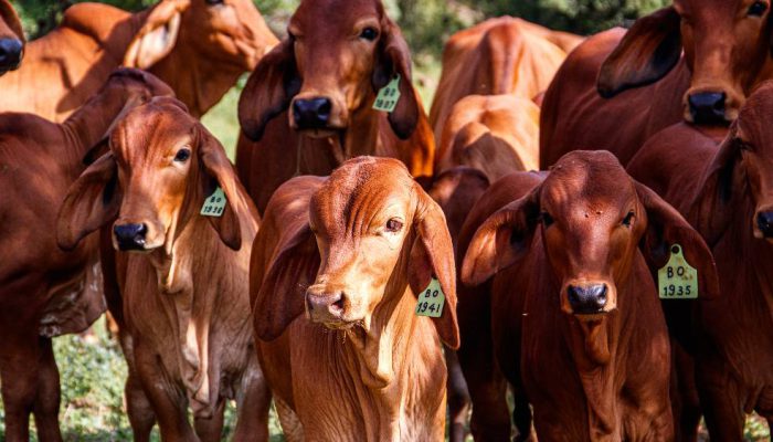 Brazil Geser AS sebagai Produsen Daging Sapi Terbesar Dunia