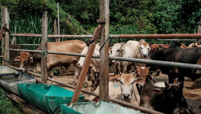 Dari Ikan Hias hingga Ternak Hidup, Ekspor Binatang RI Kian Menggiurkan
