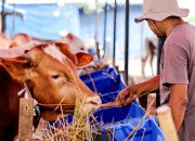Di Balik Lonjakan PMK, Peternak Jatim Bertahan di Tengah Pasar yang Lesu