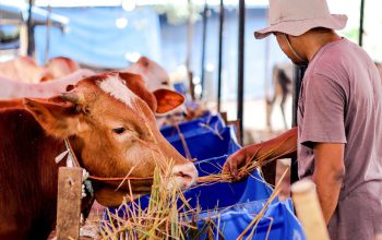 Di Balik Lonjakan PMK, Peternak Jatim Bertahan di Tengah Pasar yang Lesu