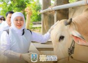 Gubernur Khofifah Jamin Stok Hewan Kurban Aman, Infrastruktur Pemotongan Siap Jelang Idul Adha 1447 H