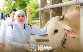 Gubernur Khofifah Jamin Stok Hewan Kurban Aman, Infrastruktur Pemotongan Siap Jelang Idul Adha 1447 H