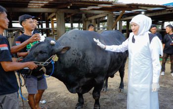 Gubernur Khofifah Berburu Sapi Kurban di Mojokerto, Belgian Blue Jadi Pilihan Utama