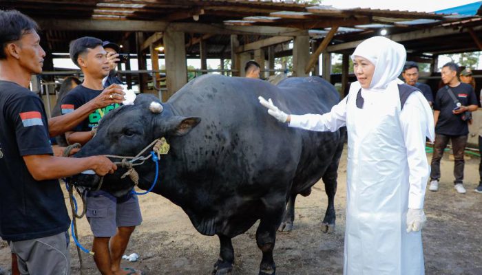 Gubernur Khofifah Berburu Sapi Kurban di Mojokerto, Belgian Blue Jadi Pilihan Utama