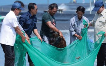 Panen Raya Udang di Kebumen Serap 650 Tenaga Kerja, Harga Tembus Rp70 Ribu per Kg