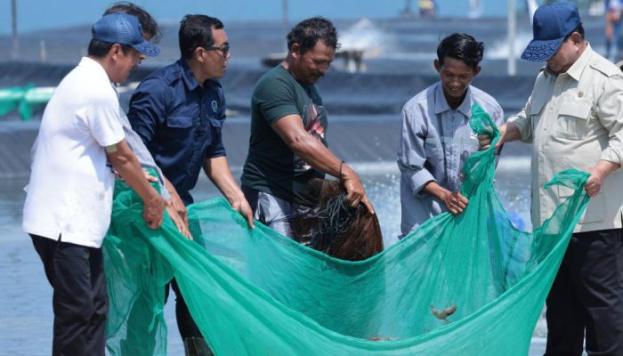 Panen Raya Udang di Kebumen Serap 650 Tenaga Kerja, Harga Tembus Rp70 Ribu per Kg