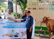 Pelindo Berbagi Kurban, PT Terminal Teluk Lamong Distribusikan 12 Sapi dan 21 Kambing