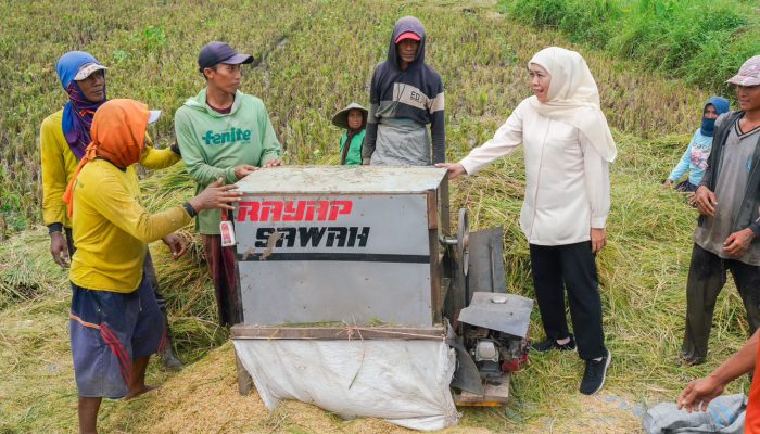 Jawa Timur Kembali Jadi Produsen Padi Terbesar Nasional, Gubernur Khofifah : Potensi Produksi Tembus 7,71 Juta Ton GKG