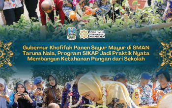 Gubernur Khofifah Panen Sayuran SIKAP di SMAN Taruna Nala, Ketahanan Pangan Dimulai dari Sekolah